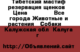 Тибетский мастиф резервация щенков › Цена ­ 100 000 - Все города Животные и растения » Собаки   . Калужская обл.,Калуга г.